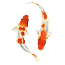 koi